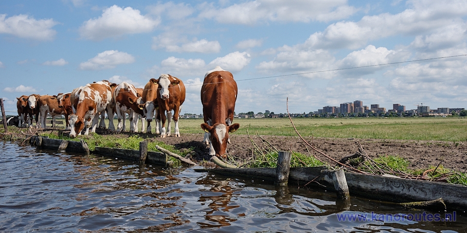 Westzaan